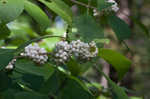 American beautyberry